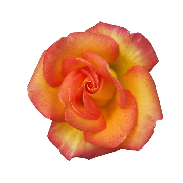 Alpine rose — Stock Photo, Image