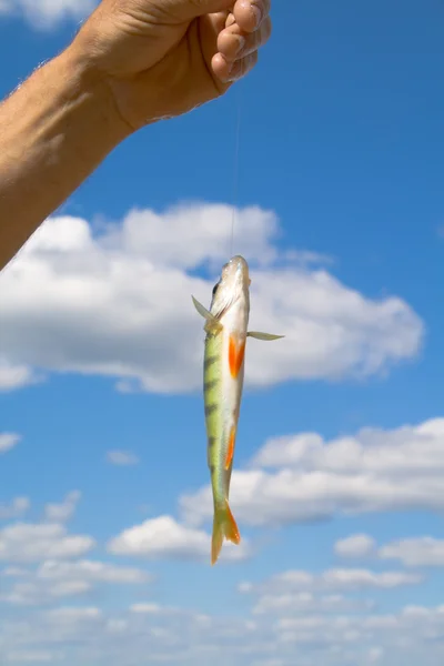 stock image Fish