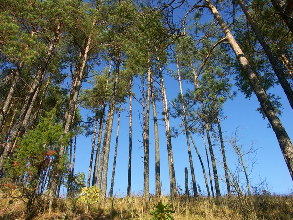 stock image Pine