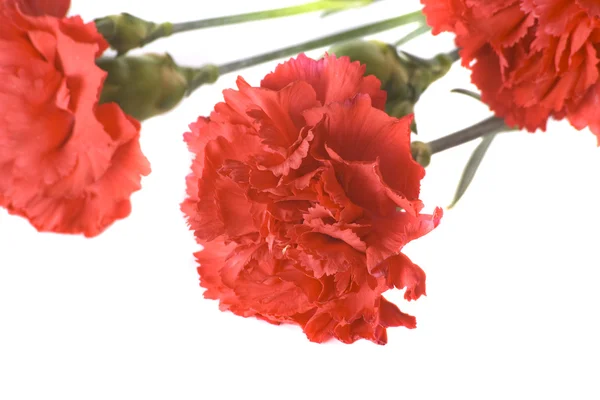 Red carnations — Stock Photo, Image