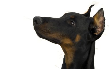 Dobermann.