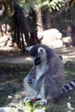 Lemur