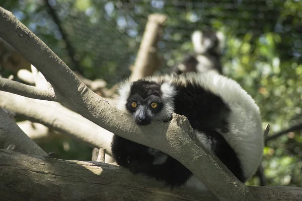 Lemur i treet – stockfoto