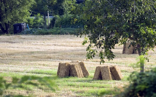 stock image Plowed field