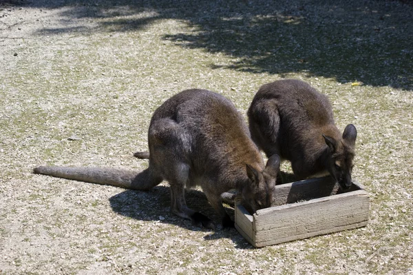 Marsupials Stock Picture