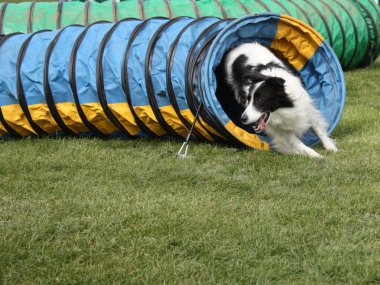 çalışan köpek