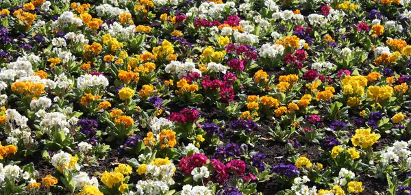 Flower Bed — Stock Photo, Image