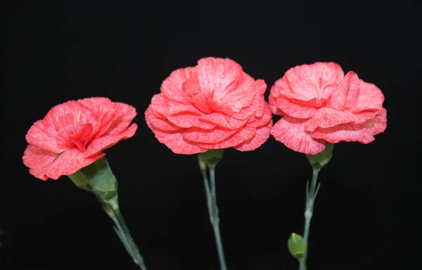 Red Carnations — Stock Photo, Image