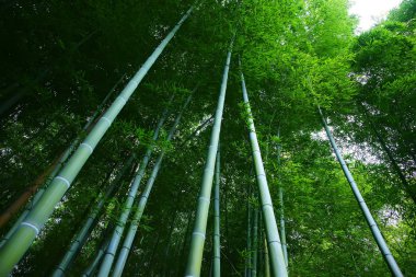 Bambu ormanı