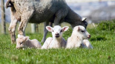 yeşil çimen, cornwall, İngiltere'de genç kuzu