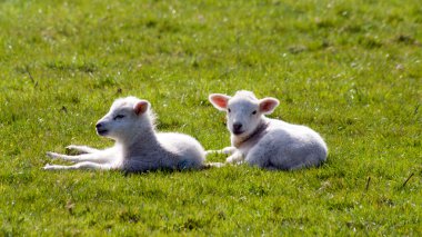 yeşil çimen, cornwall, İngiltere'de genç kuzu