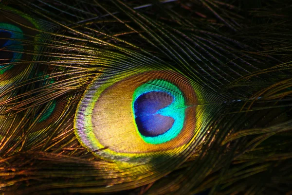 stock image Peacock