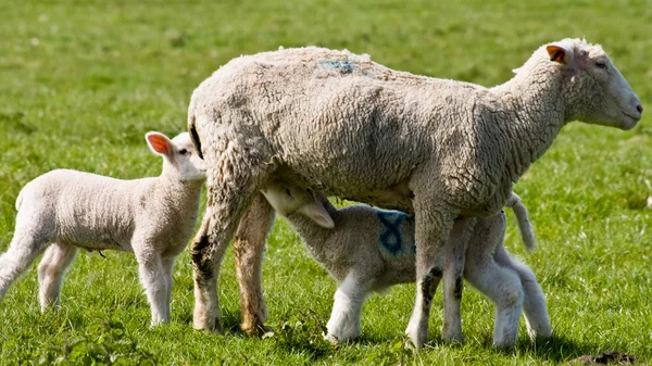 stock image Young Lamb On Green Grass,Cornwall, UK