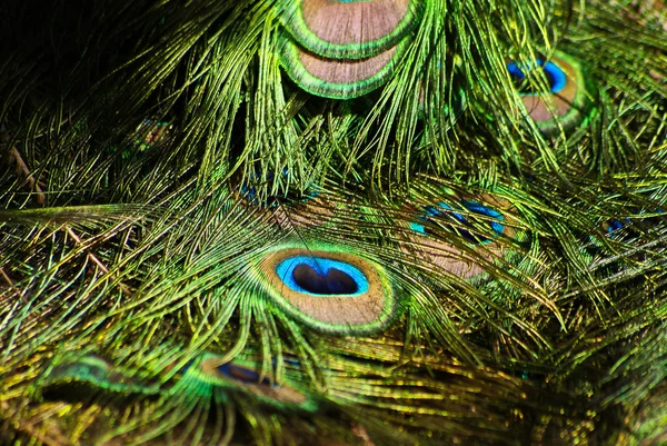 stock image Peacock