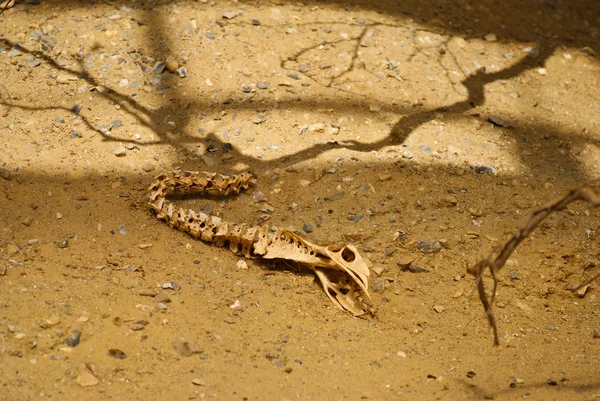 stock image Bones on the desert