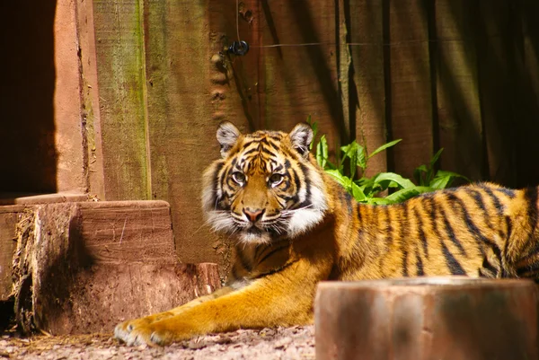 Wild Tiger — Stock Photo, Image