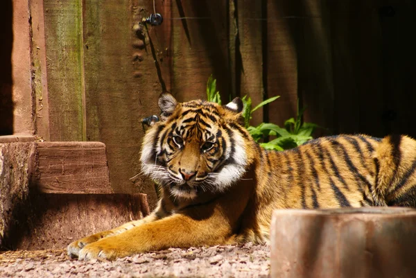 Wild Tiger — Stock Photo, Image