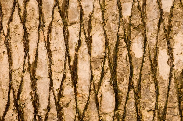 Texture of palm bark — Stock Photo, Image