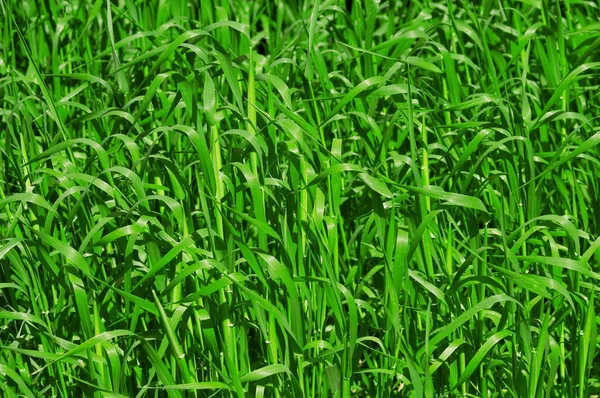 Fertile grass — Stock Photo, Image
