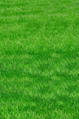 Green grass clipart