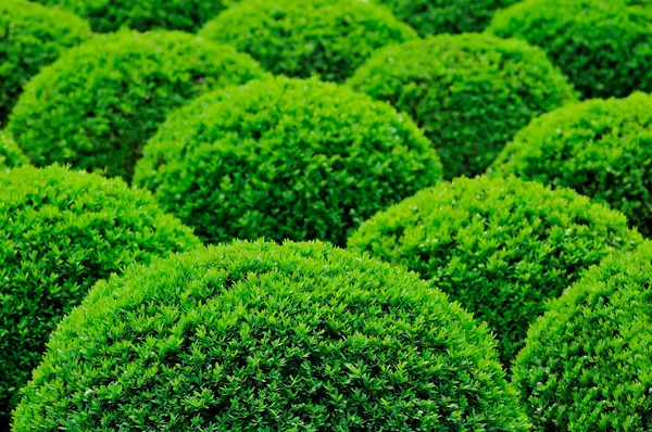 Gartenbusch — Stockfoto