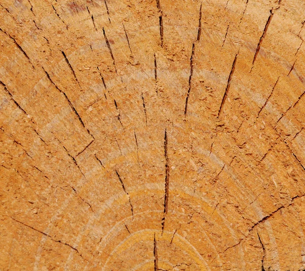 Δαχτυλίδια δέντρων — Φωτογραφία Αρχείου