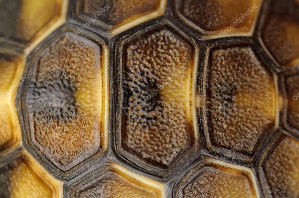Tortoise shell — Stock Photo © sevaljevic 3832589