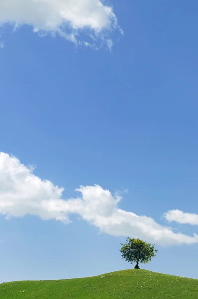 stock image Concept of alone tree