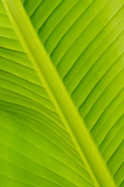 Banana leaf — Stock Photo, Image