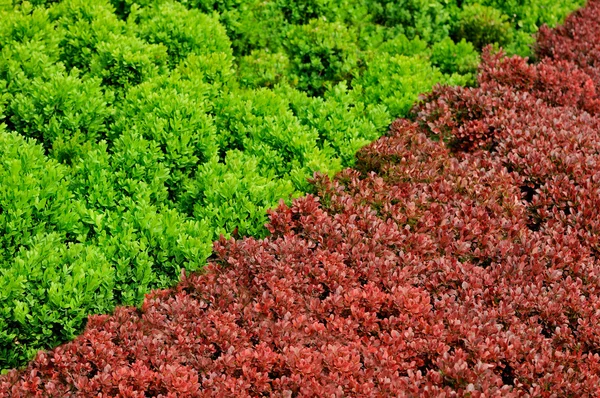 Rosso e verde — Foto Stock