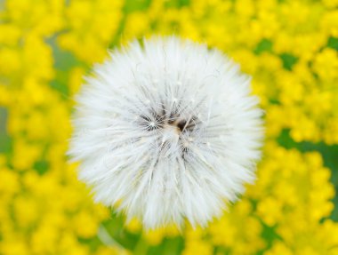 Dandelion on the field clipart