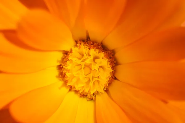マクロのオレンジ色の花 — ストック写真