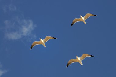 gökyüzü ve deniz martı