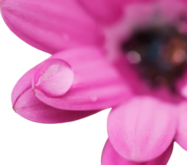 Goccia di rugiada su fiore — Foto Stock