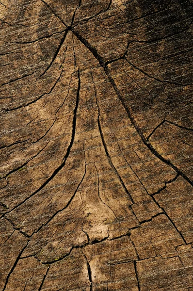 Δέντρο closeup δαχτυλίδι — Φωτογραφία Αρχείου
