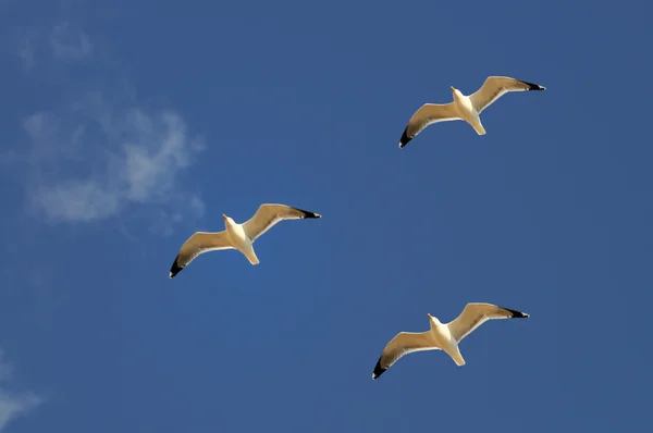 Sea gulls and sky — Stock Photo, Image