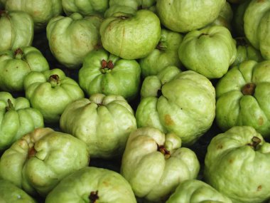 Malezya guava