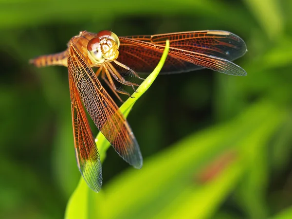 stock image Red Dragonfly