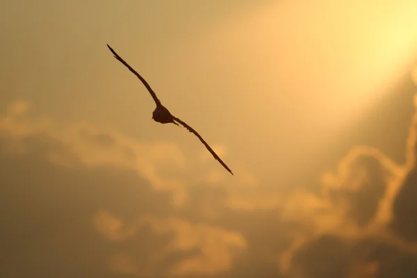 Чайки небо летит — стоковое фото
