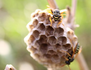 Wasp on Nest clipart