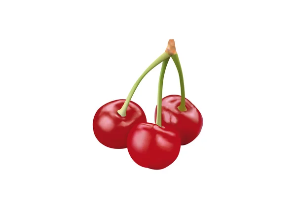 Delicious ripe cherries — Stock Vector