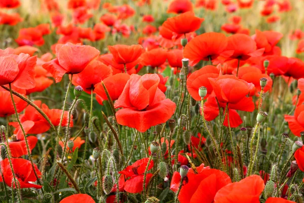 stock image Red poppies