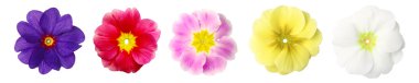 Isolated primroses in a row clipart