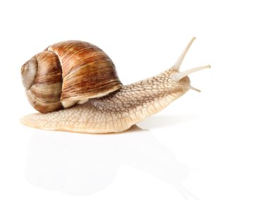 High-speed snail clipart