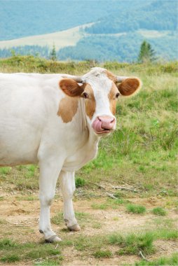 The ridiculous cow, sticking its tongue clipart