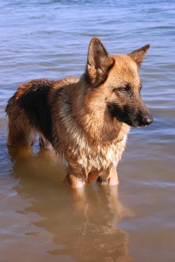 ıslak Almanya çoban köpeği