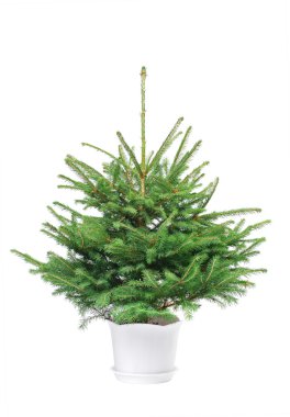 The Bare Christmas fur-tree clipart