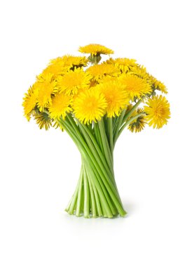 Dandelions clipart