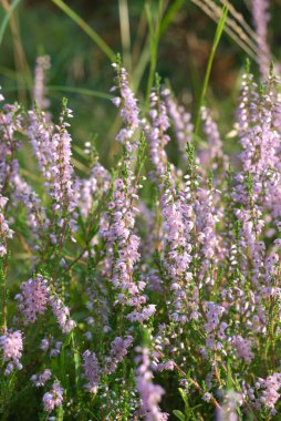 Wildflower - heather blooming clipart