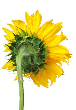 Back view from a sunflower. clipart